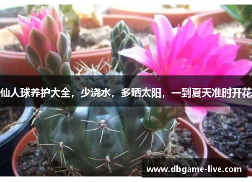 仙人球养护大全，少浇水，多晒太阳，一到夏天准时开花